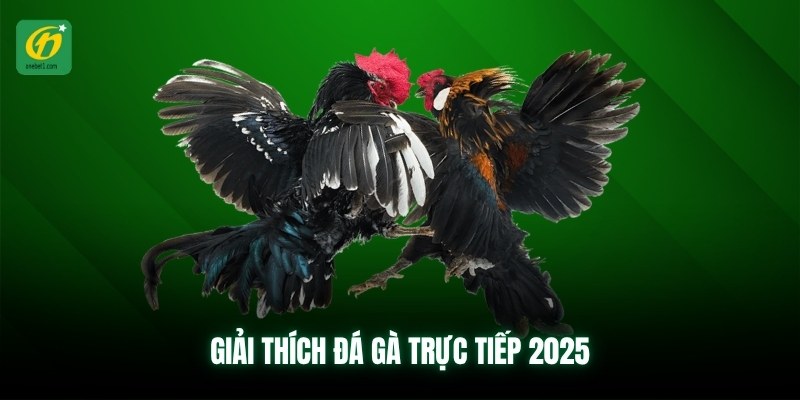 Giải thích đá gà trực tiếp 2025