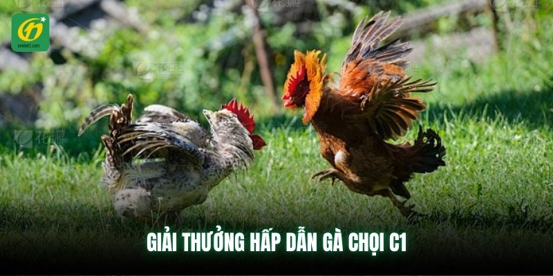 Giải thưởng hấp dẫn gà chọi C1