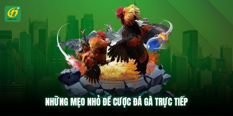 Những mẹo nhỏ để cược đá gà trực tiếp