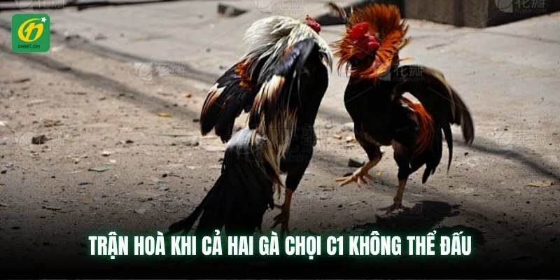 Trận hoà khi cả hai gà chọi C1 không thể đấu